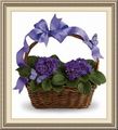 Amedeo’s Florist Inc., 1099 Grant St, Akron, OH 44301, (330)_773-4411